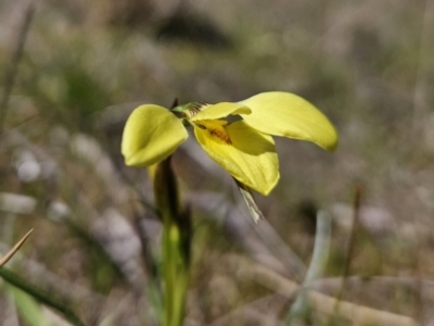 Diuris chryseopsis (Golden Moth) at Tuggeranong, ACT - 6 Sep 2023 by MatthewFrawley