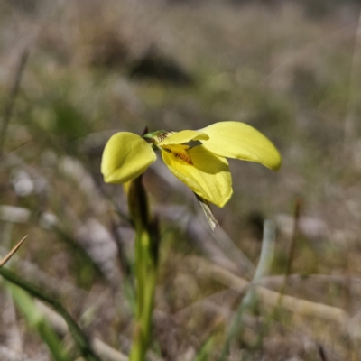 Diuris chryseopsis (Golden Moth) at Tuggeranong, ACT - 6 Sep 2023 by MatthewFrawley