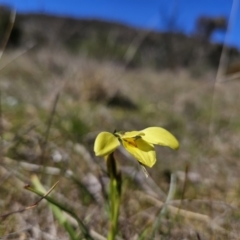 Diuris chryseopsis at Tuggeranong, ACT - 6 Sep 2023