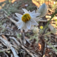 Rhodanthe floribunda (Common White Sunray) at Gunderbooka, NSW - 27 Aug 2023 by SimoneC