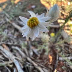 Rhodanthe floribunda (White Sunray) at Gundabooka National Park - 27 Aug 2023 by SimoneC