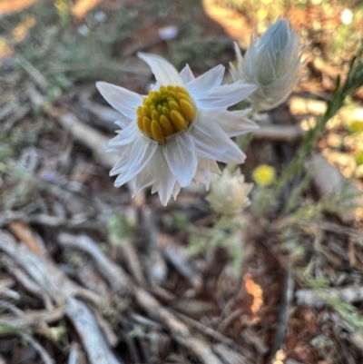 Rhodanthe floribunda (White Sunray) at Gundabooka National Park - 27 Aug 2023 by SimoneC