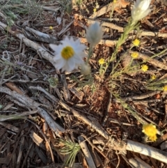 Rhodanthe floribunda at Gunderbooka, NSW - 27 Aug 2023