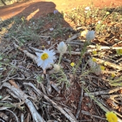 Rhodanthe floribunda at Gunderbooka, NSW - 27 Aug 2023 04:46 PM