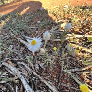 Rhodanthe floribunda at Gunderbooka, NSW - 27 Aug 2023