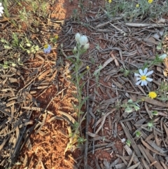 Rhodanthe floribunda at Gunderbooka, NSW - 27 Aug 2023 04:46 PM