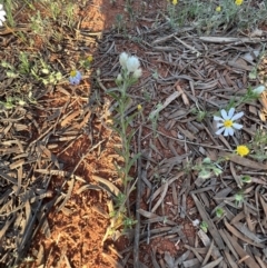 Rhodanthe floribunda at Gunderbooka, NSW - 27 Aug 2023