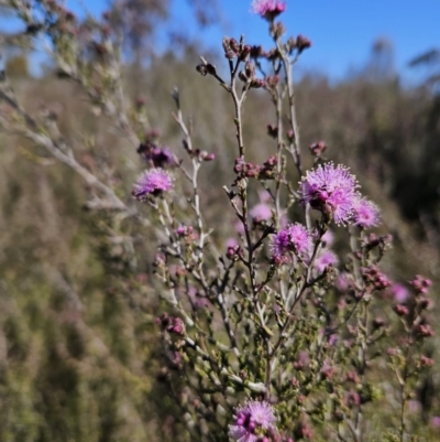 Kunzea parvifolia (Violet Kunzea) at Tuggeranong, ACT - 6 Sep 2023 by MatthewFrawley