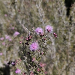 Kunzea parvifolia at Tuggeranong, ACT - 6 Sep 2023 01:53 PM