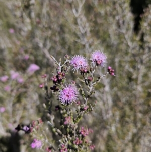 Kunzea parvifolia at Tuggeranong, ACT - 6 Sep 2023