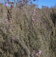 Kunzea parvifolia at Tuggeranong, ACT - 6 Sep 2023