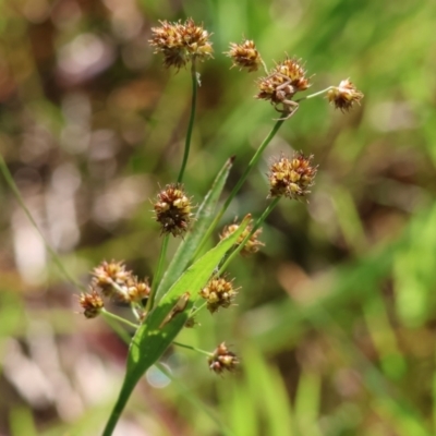 Luzula flaccida (Pale Woodrush) at Jack Perry Reserve - 6 Sep 2023 by KylieWaldon