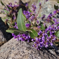 Hardenbergia violacea (False Sarsaparilla) at Mount Taylor - 6 Sep 2023 by MatthewFrawley