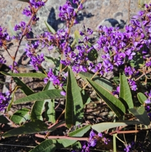 Hardenbergia violacea at Tuggeranong, ACT - 6 Sep 2023 01:59 PM