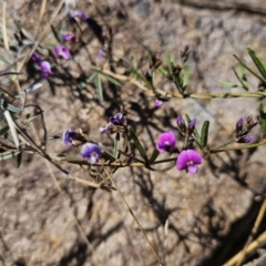 Glycine clandestina (Twining Glycine) at Mount Taylor - 6 Sep 2023 by MatthewFrawley