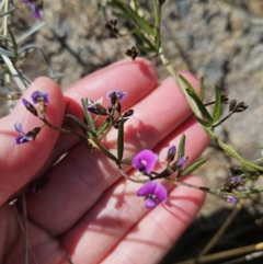 Glycine clandestina at Tuggeranong, ACT - 6 Sep 2023