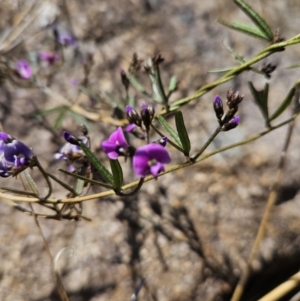 Glycine clandestina at Tuggeranong, ACT - 6 Sep 2023 02:00 PM