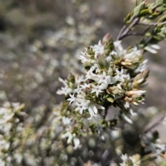 Brachyloma daphnoides (Daphne Heath) at Mount Taylor - 6 Sep 2023 by MatthewFrawley