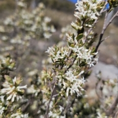 Brachyloma daphnoides at Tuggeranong, ACT - 6 Sep 2023