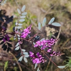 Indigofera australis subsp. australis (Australian Indigo) at Kambah, ACT - 6 Sep 2023 by MatthewFrawley