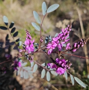 Indigofera australis subsp. australis at Kambah, ACT - 6 Sep 2023