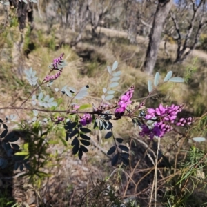 Indigofera australis subsp. australis at Kambah, ACT - 6 Sep 2023