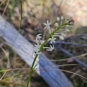 Stackhousia monogyna at Tuggeranong, ACT - 6 Sep 2023 02:21 PM