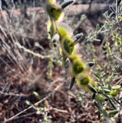 Unidentified Other Shrub at Gunderbooka, NSW - 27 Aug 2023 by SimoneC