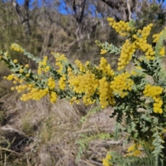Acacia vestita (Hairy Wattle) at Mount Taylor - 6 Sep 2023 by MatthewFrawley