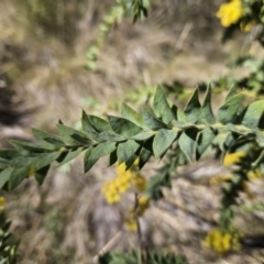 Acacia vestita at Kambah, ACT - 6 Sep 2023