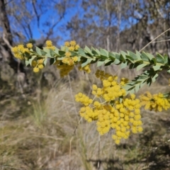 Acacia vestita at Kambah, ACT - 6 Sep 2023