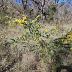 Acacia vestita at Kambah, ACT - 6 Sep 2023