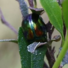 Callidemum hypochalceum (Hop-bush leaf beetle) at Jack Perry Reserve - 6 Sep 2023 by KylieWaldon