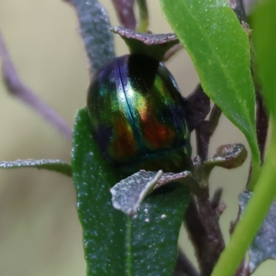 Callidemum hypochalceum (Hop-bush leaf beetle) at Wodonga - 6 Sep 2023 by KylieWaldon