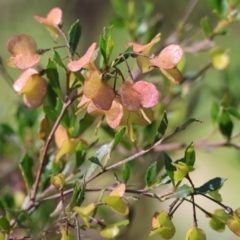 Dodonaea viscosa at Wodonga, VIC - 6 Sep 2023