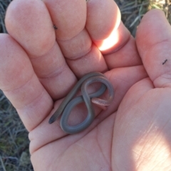 Aprasia parapulchella (Pink-tailed Worm-lizard) at Stromlo, ACT - 6 Sep 2023 by gregbaines