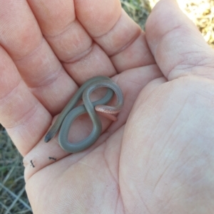 Aprasia parapulchella at Stromlo, ACT - 6 Sep 2023