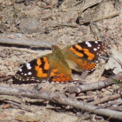 Vanessa kershawi (Australian Painted Lady) at Mount Taylor - 6 Sep 2023 by MatthewFrawley