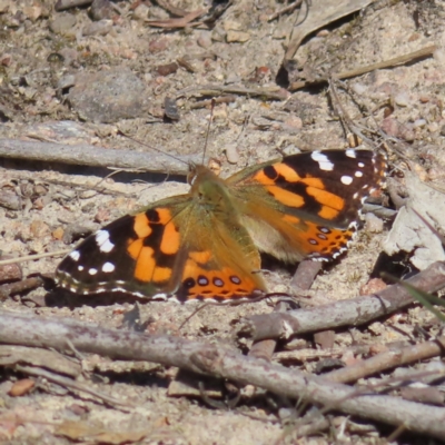 Vanessa kershawi (Australian Painted Lady) at Mount Taylor - 6 Sep 2023 by MatthewFrawley