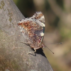 Vanessa itea (Yellow Admiral) at Mount Taylor - 6 Sep 2023 by MatthewFrawley