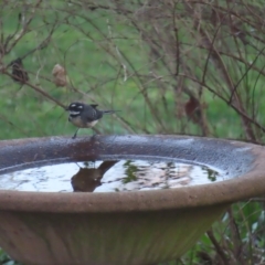 Rhipidura albiscapa (Grey Fantail) at QPRC LGA - 6 Sep 2023 by MatthewFrawley