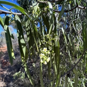 Geijera parviflora at Gunderbooka, NSW - 28 Aug 2023 09:46 AM