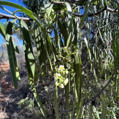 Geijera parviflora (Wilga) at Gunderbooka, NSW - 28 Aug 2023 by SimoneC