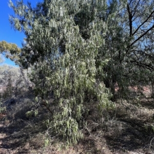 Geijera parviflora at Gunderbooka, NSW - 28 Aug 2023