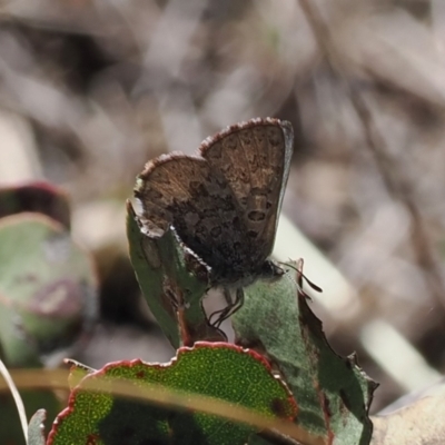 Paralucia crosbyi (Violet Copper Butterfly) at Rendezvous Creek, ACT - 6 Sep 2023 by RAllen