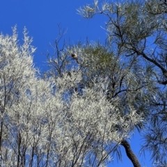 Grevillea striata (Beefwood) at Gundabooka National Parks - 28 Aug 2023 by SimoneC