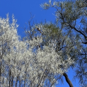 Grevillea striata at Gunderbooka, NSW - 28 Aug 2023