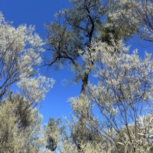 Grevillea striata at Gunderbooka, NSW - 28 Aug 2023