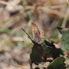 Paralucia crosbyi (Violet Copper Butterfly) at Rendezvous Creek, ACT by RAllen