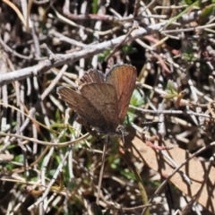 Paralucia crosbyi (Violet Copper Butterfly) at Rendezvous Creek, ACT by RAllen